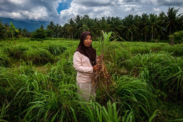 Sereh Wangi, Sulap Lahan Pasir Pascabanjir jadi Sumber Ekonomi