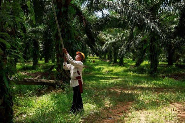 Ekspansi Bioenergi Asia Tekan Hutan dan Masyarakat