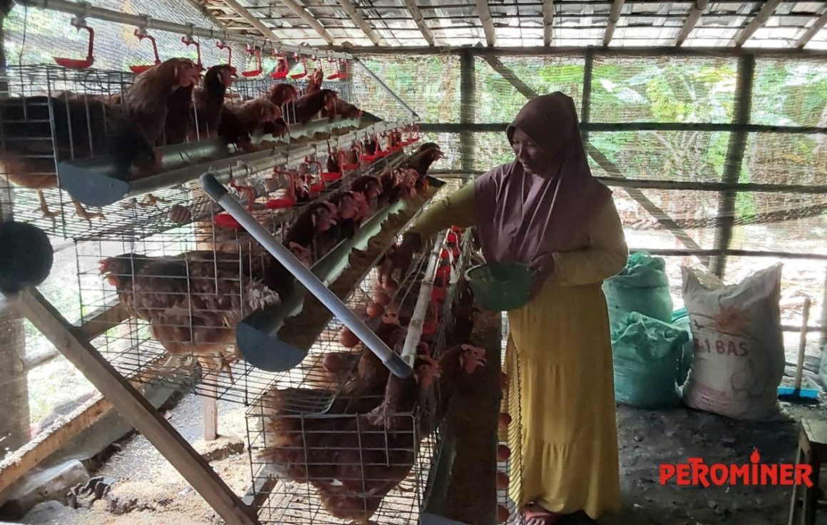 Penguatan Ekonomi Keluarga Pra-Sejahtera dengan Ayam Petelur