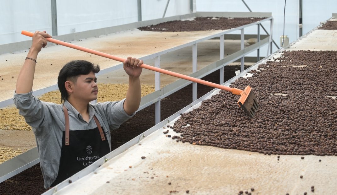 Di Kamojang, Panas Bumi jadi Solusi Pascapanen Kopi
