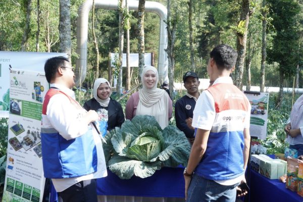 GeO-Fert Bantu Petani Kamojang Panen 70 Ton Kubis