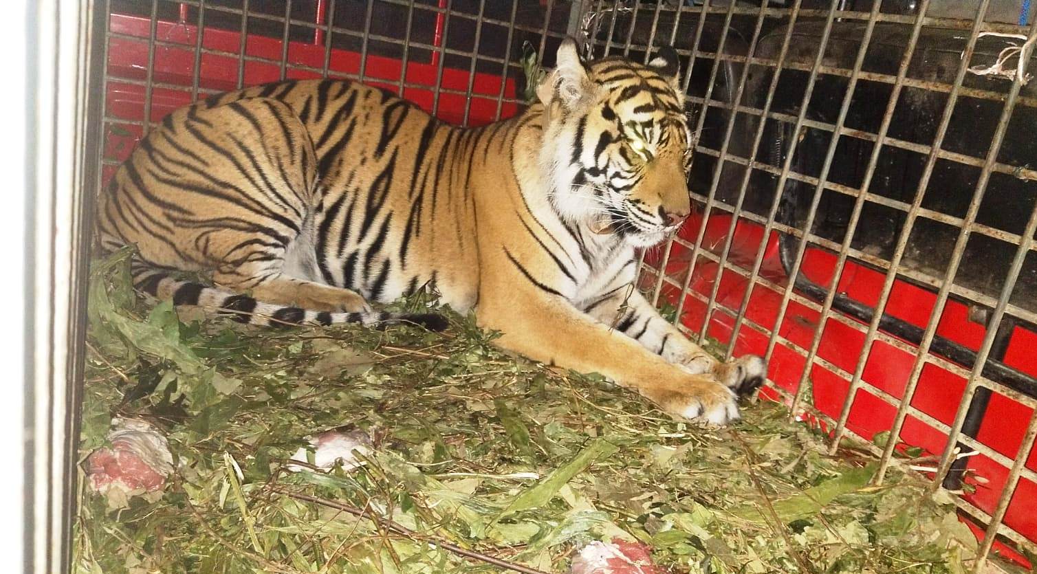 PTAR Sediakan Helikopter untuk Lepasliarkan 2 Harimau Sumatera