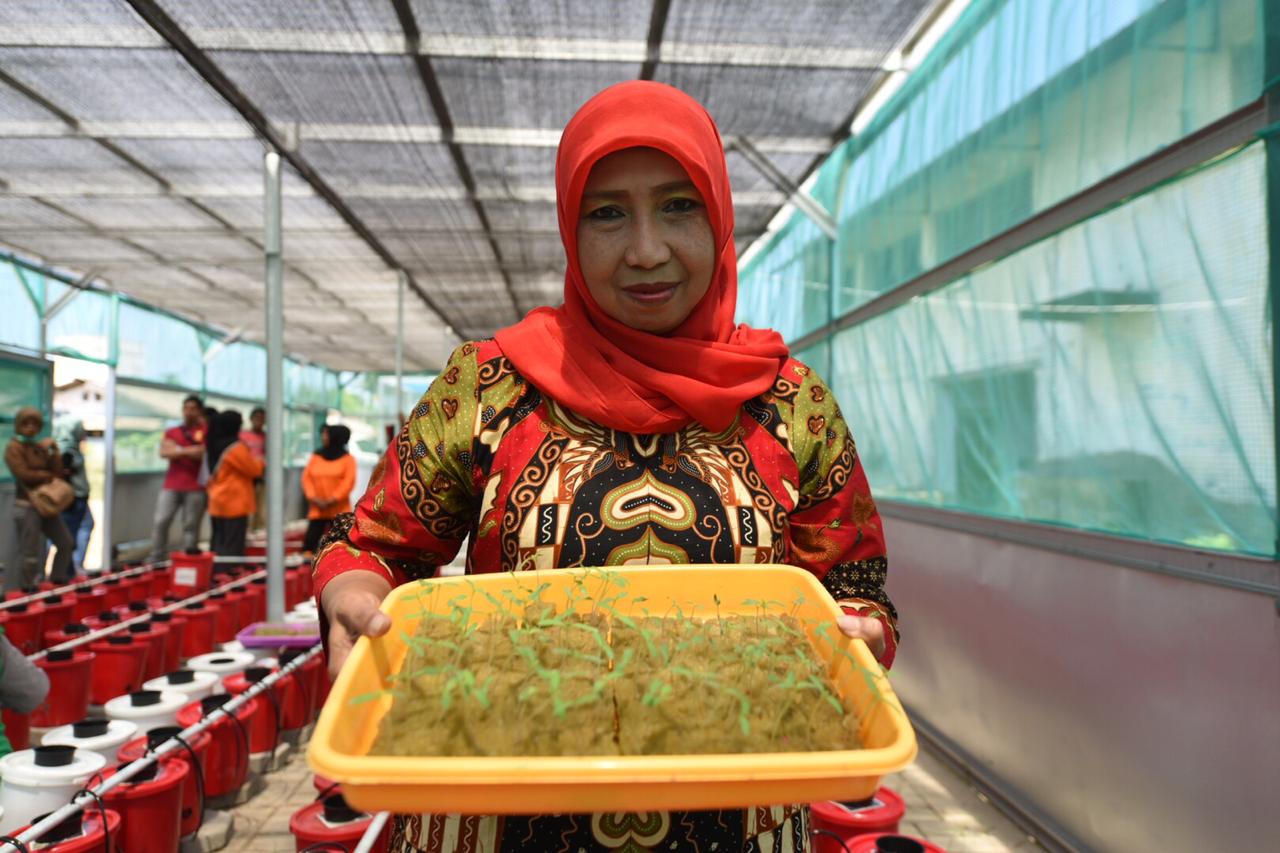 Hidroponik dan Bank Sampah untuk Kesejahteraan Kaum Ibu