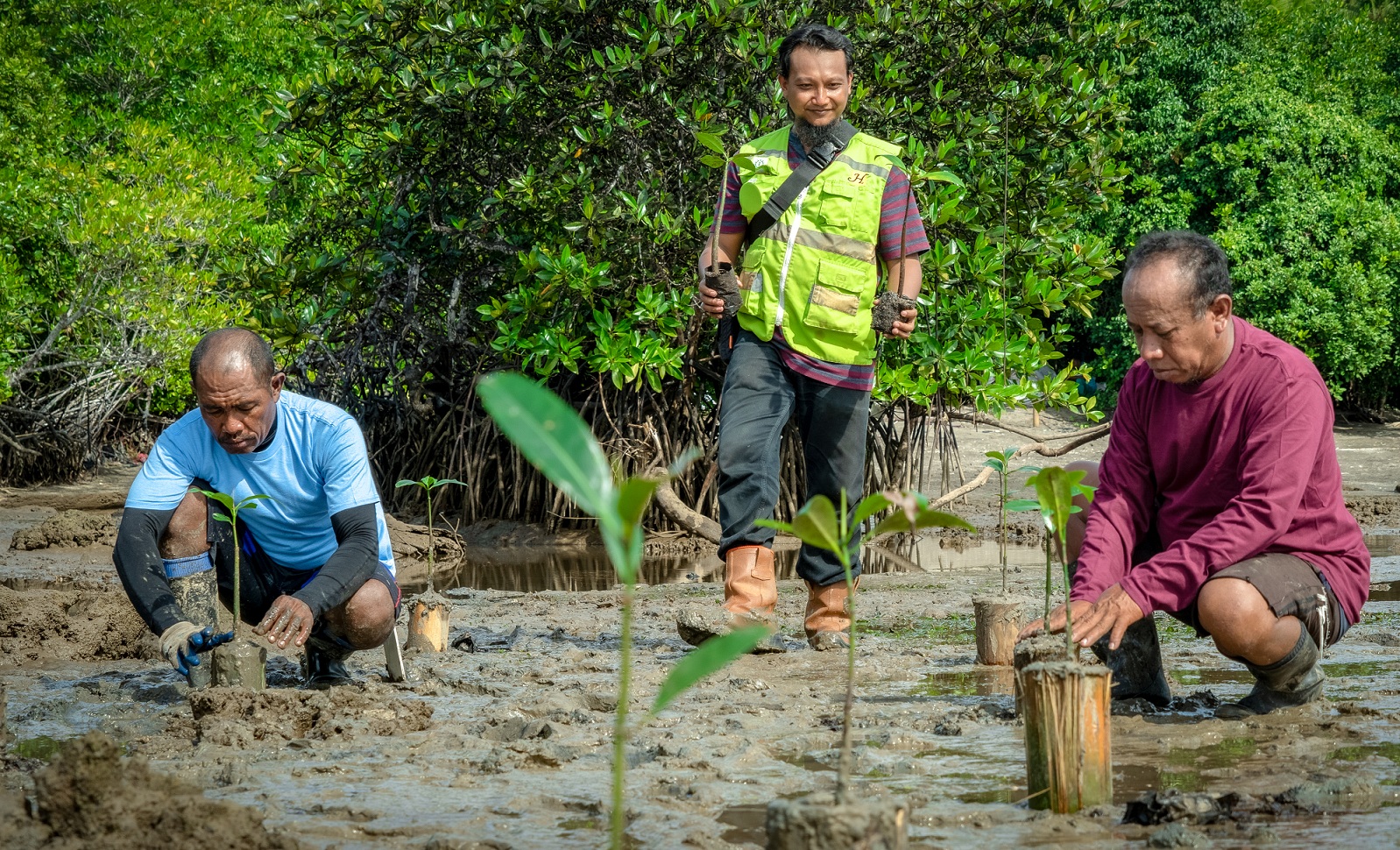 Konsistensi Harita Nickel dalam Rehabilitasi Mangrove