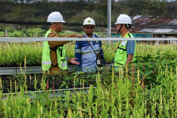 Untuk Biofuel, Pongamia Dibudidayakan di Lahan Bekas Tambang