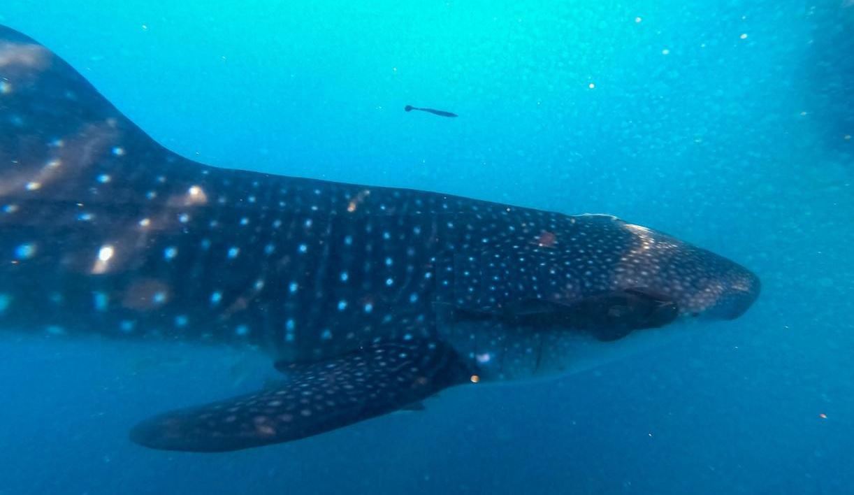 Teknologi Tagging Elnusa Ikut Lestarikan Hiu Paus