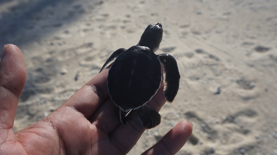 Melihat dari Dekat Konservasi Penyu di Pulau Pahat