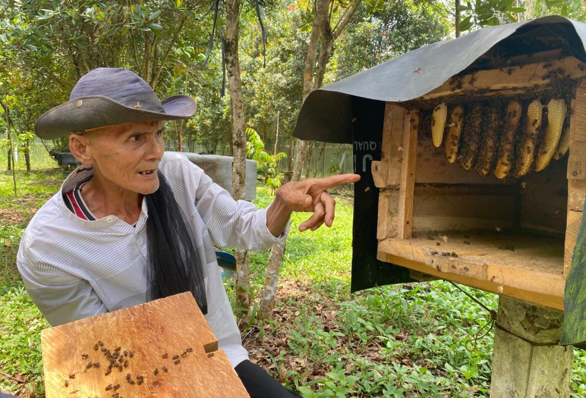 Lebah Madu, Pembawa Rezeki Desa Aur Duri