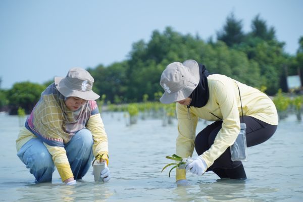 Lindungi Ekosistem Pesisir, PHI Tanam Mangrove dan Lamun