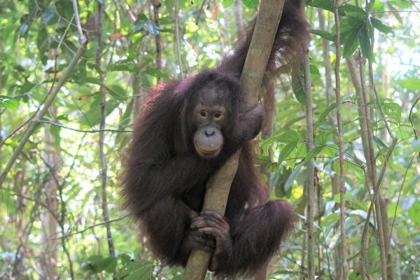 Konservasi Orang Utan demi Menjaga Ekosistem dan Keberlanjutan Energi
