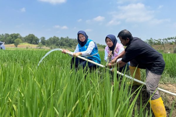 Meski Kemarau, Listrik PLN Jaga Produktivitas Petani