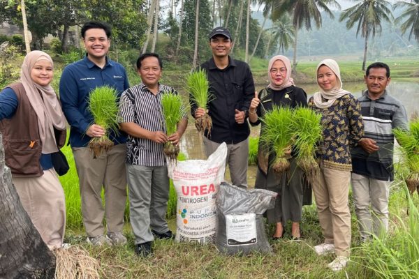 PTBA dan UGM Uji Pupuk Kalium Humat di Sawahlunto