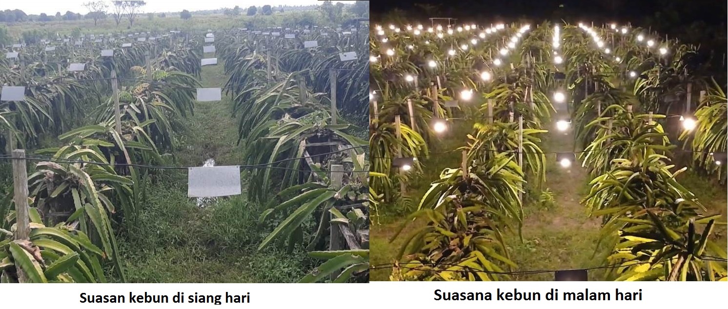 Berkat Listrik PLN, Omzet Petani Buah Naga Naik 150 Persen