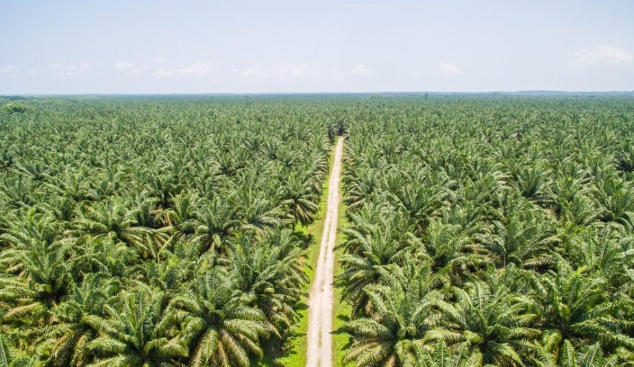 Perluasan Lahan Sawit Bertentangan dengan Penurunan Emisi