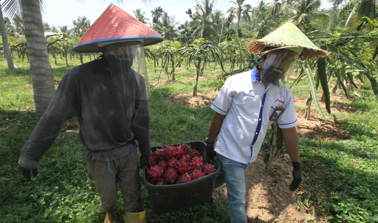 Petani Binaan PAG Kembangkan Agrowisata Buah Naga