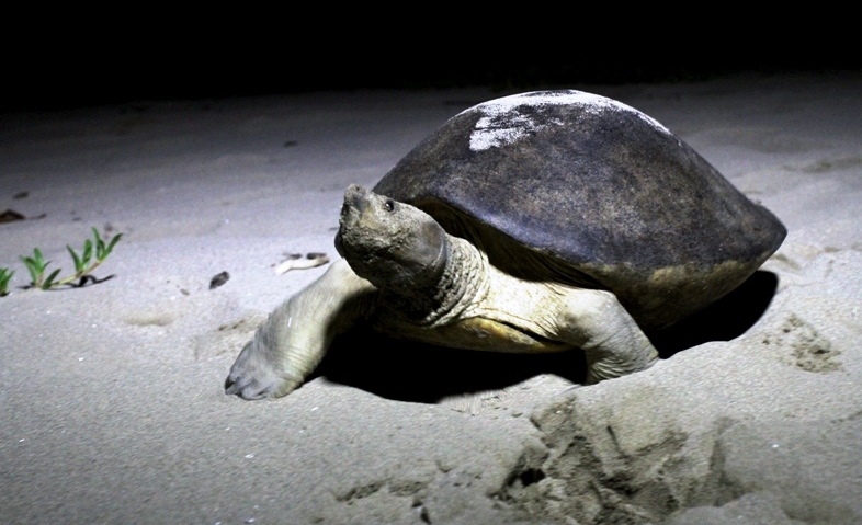Kala Musim Bertelur Tuntong Tiba