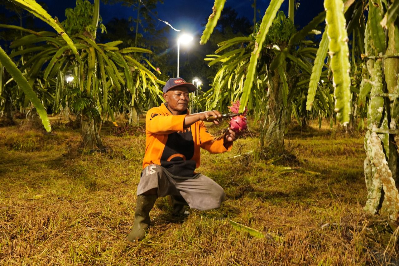 Electrifying Agriculture Jangkau Petani Buah Naga di Manokwari