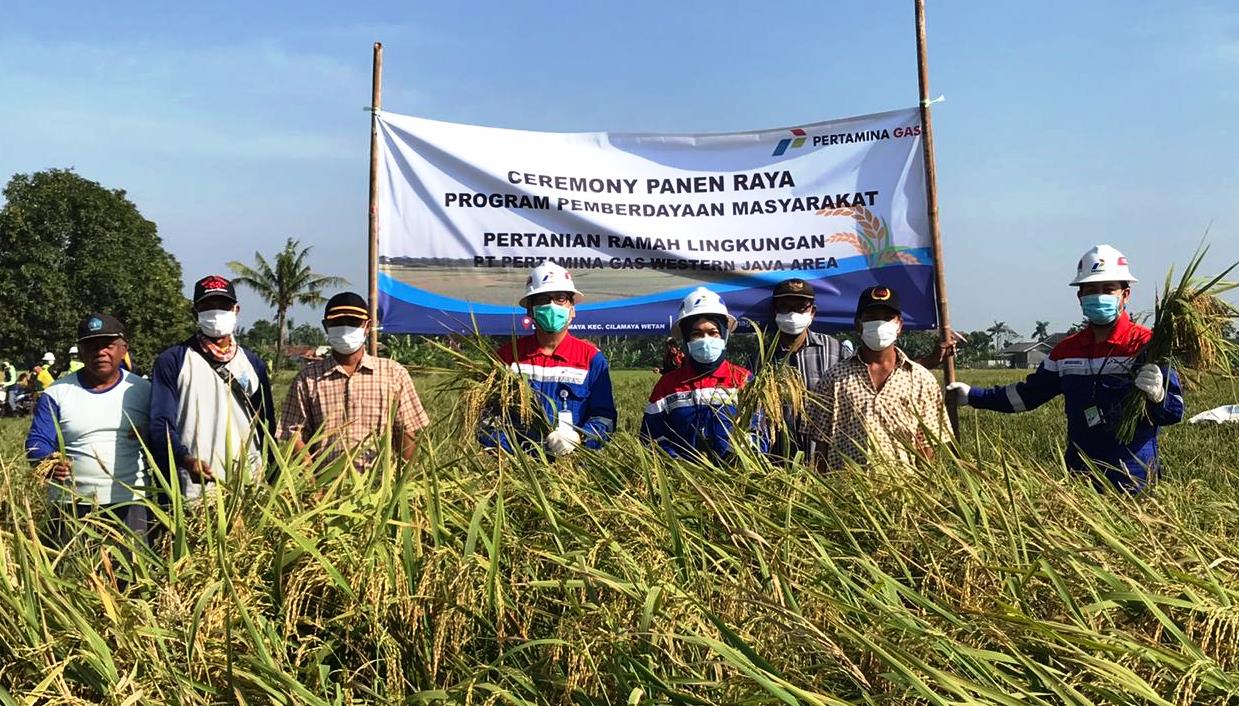 Di Tengah Pandemi, Petani Binaan Pertagas Panen Padi Organik