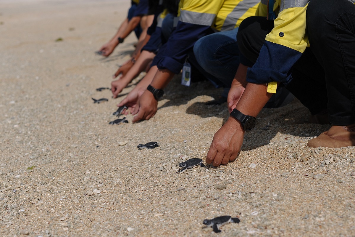 Pelepasan Tukik oleh Karyawan Amman Mineral