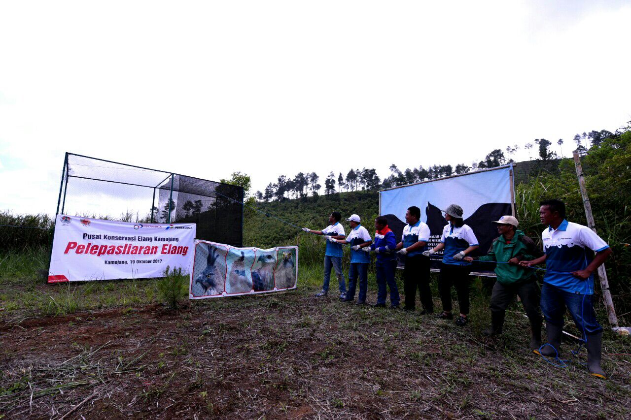 Mengantar Pasangan Elang Ular Kembali Ke Hutan