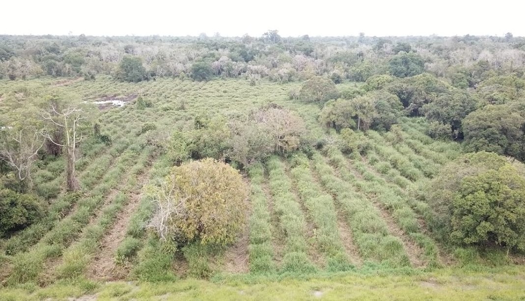 PetroChina Hijaukan Hutan Gambut di Tanjung Jabung Timur