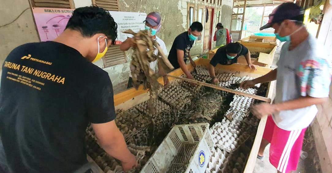 Permintaan Tinggi, Mitra Binaan Pertagas Budidaya Jangkrik