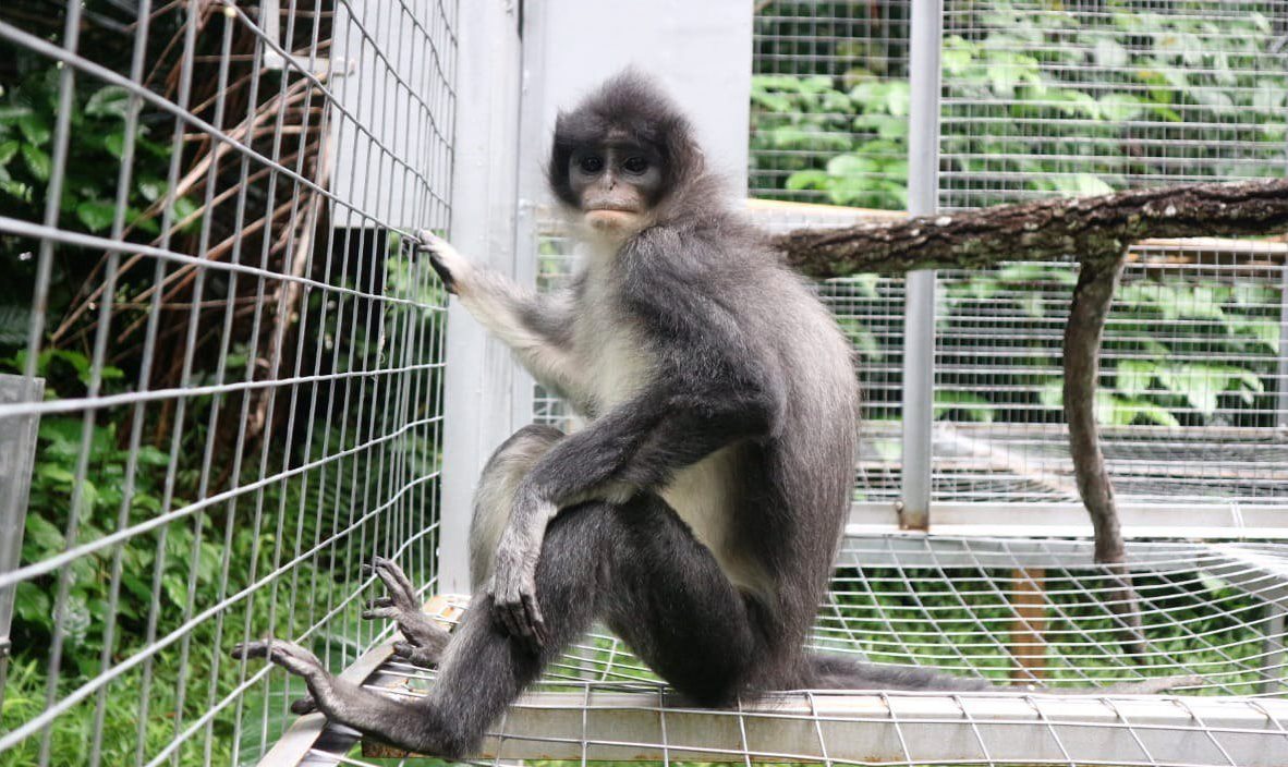 Pertamina EP Jajaki Konservasi Surili di Gede Pangrango