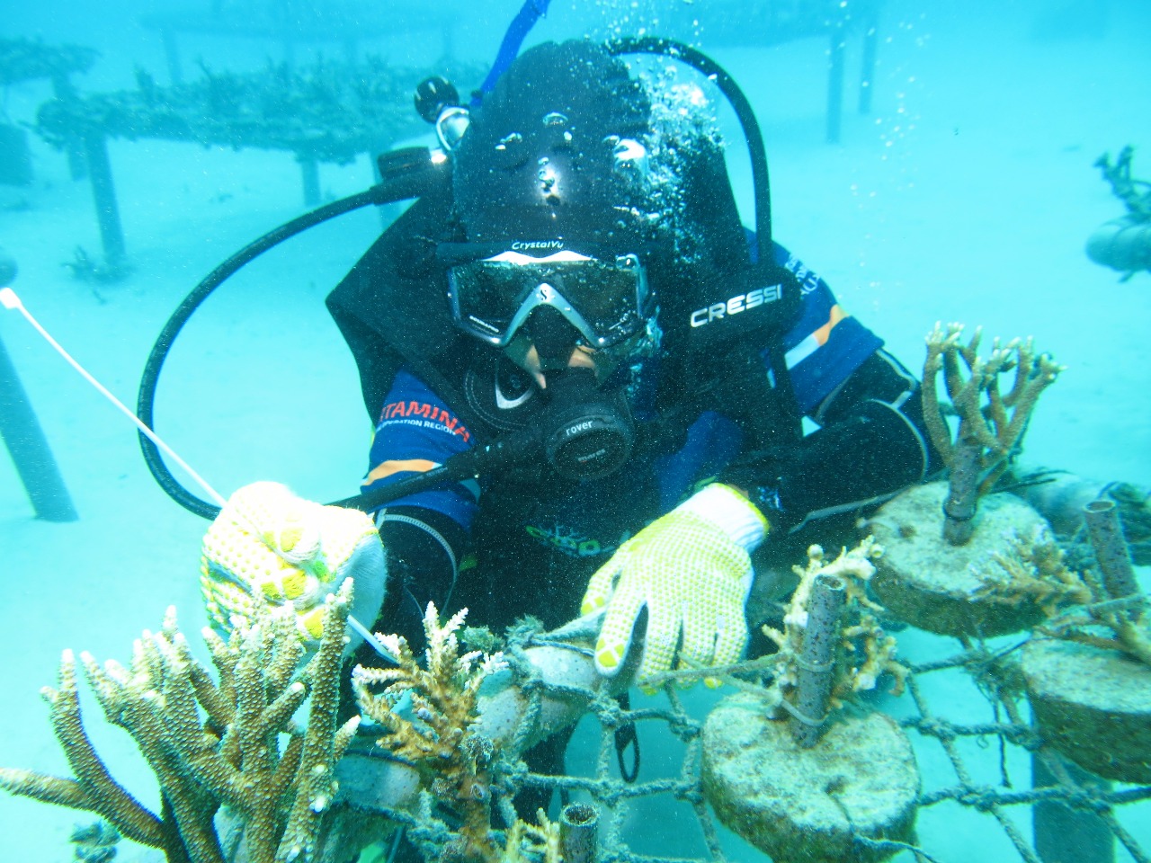 Pertamina Dorong Rehabilitasi Terumbu Karang di Pulau Pombo