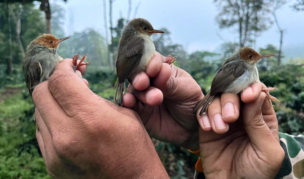Gandeng EKSAI, UT Monitoring Populasi Burung