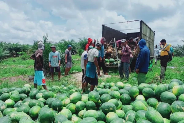 Ada MedcoEnergi di Balik Kesuksesan Petani Semangka Musi Banyuasin