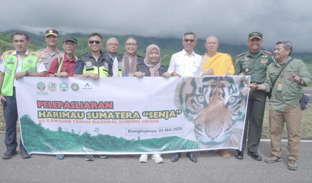 Dibantu Helikopter, Harimau Sumatra “Senja” Dilepasliarkan